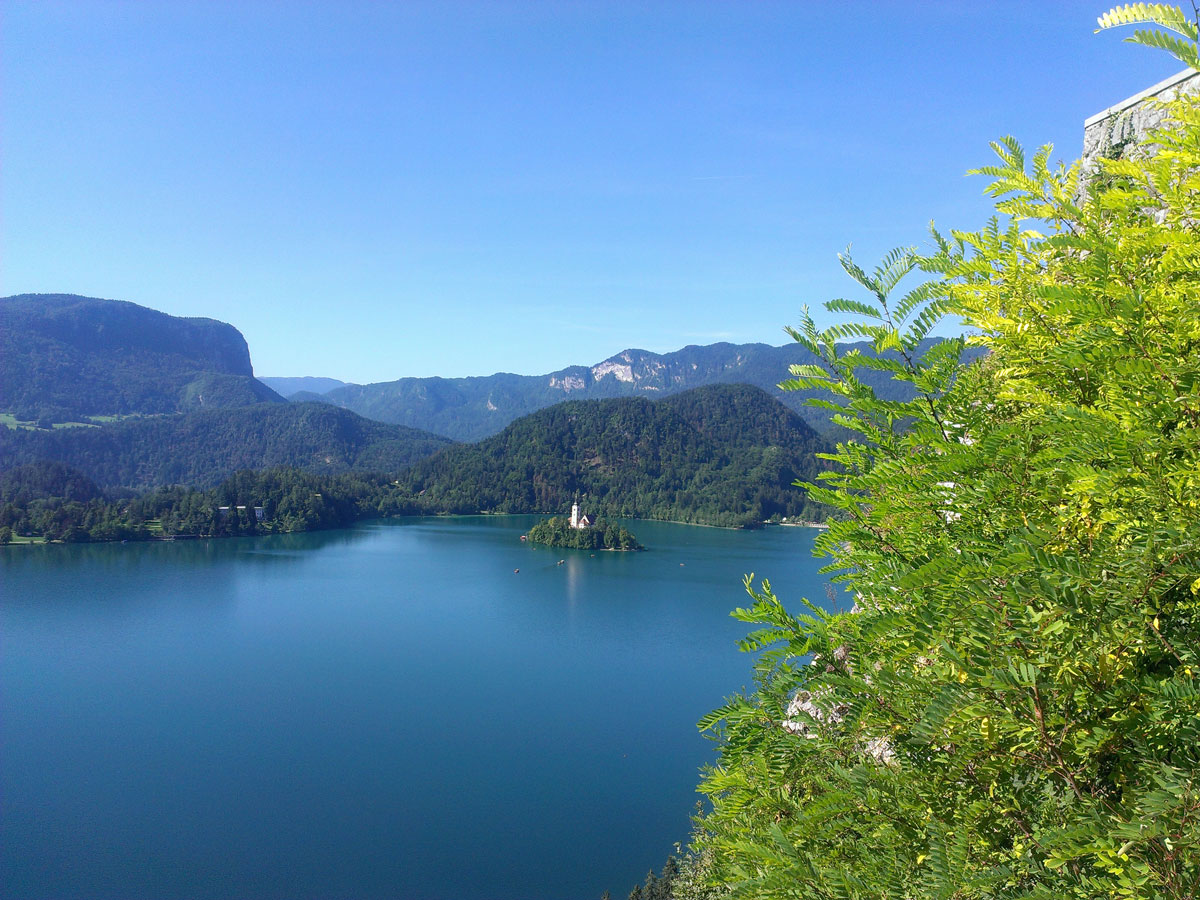 loopy bled