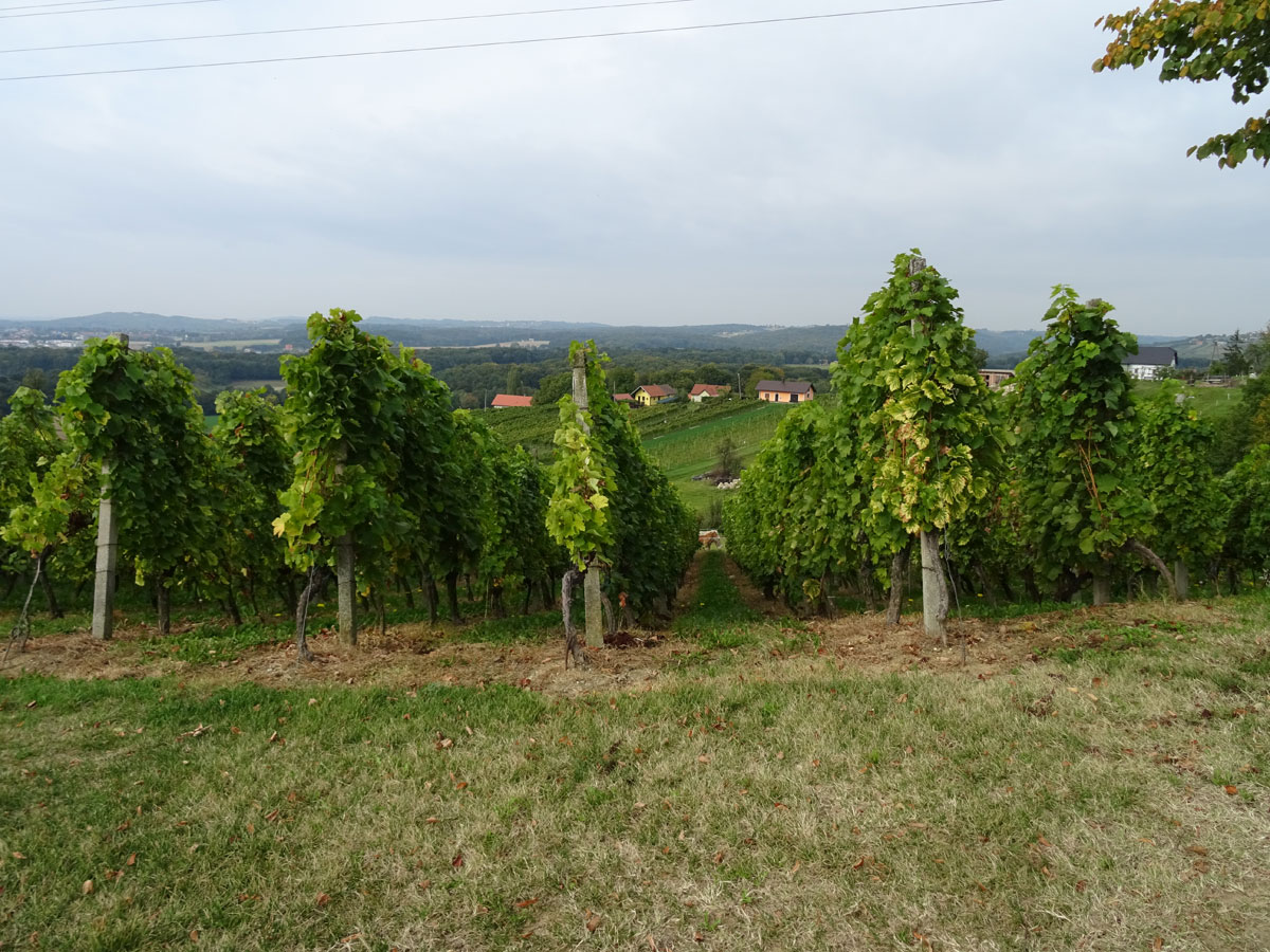 vinska-trta (2).jpg