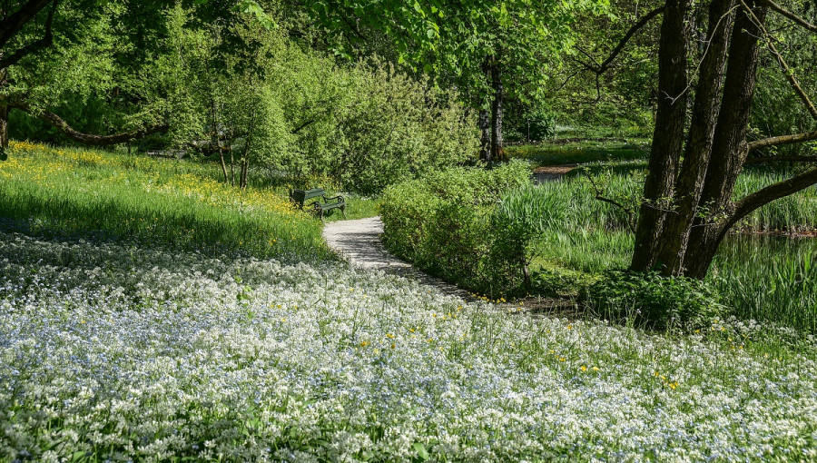 White path leading between green fields on the left and right.