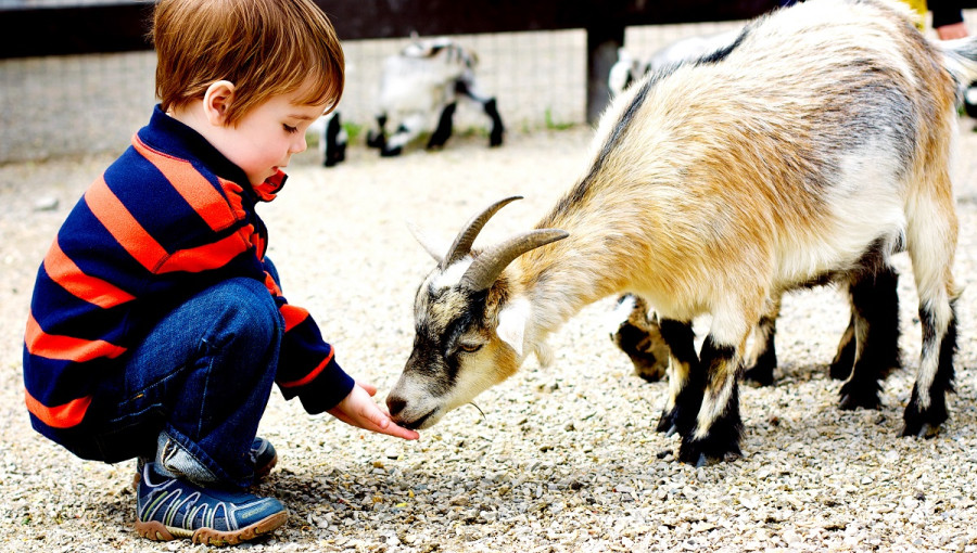 A boy feeding a goat.