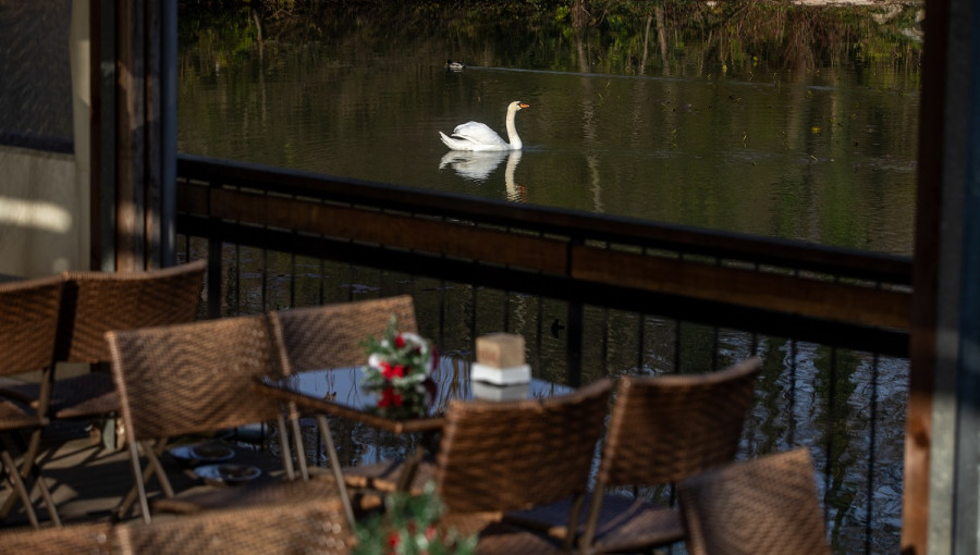 A swan on the lake. Coffee tabčes and chairs in front.