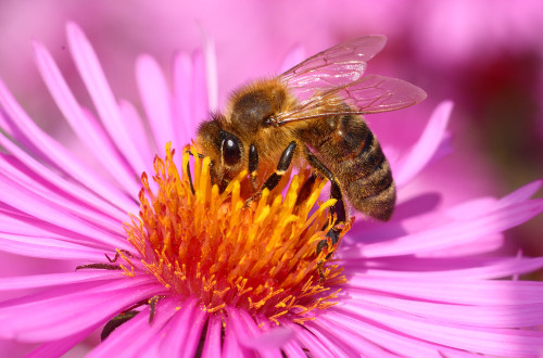 Closeup of a bee on a pink flower.