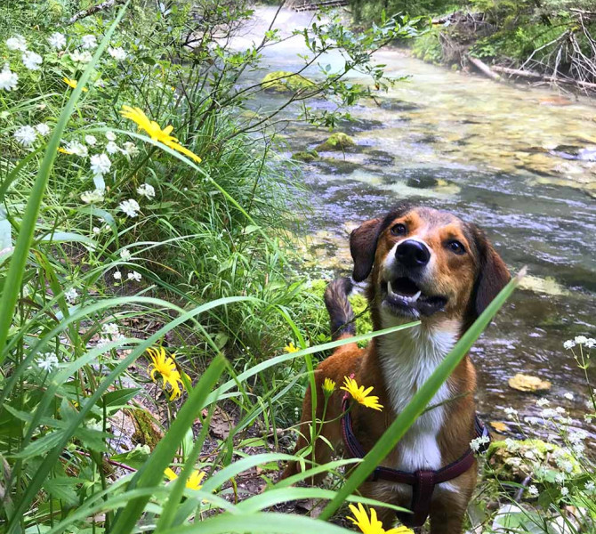 river dog