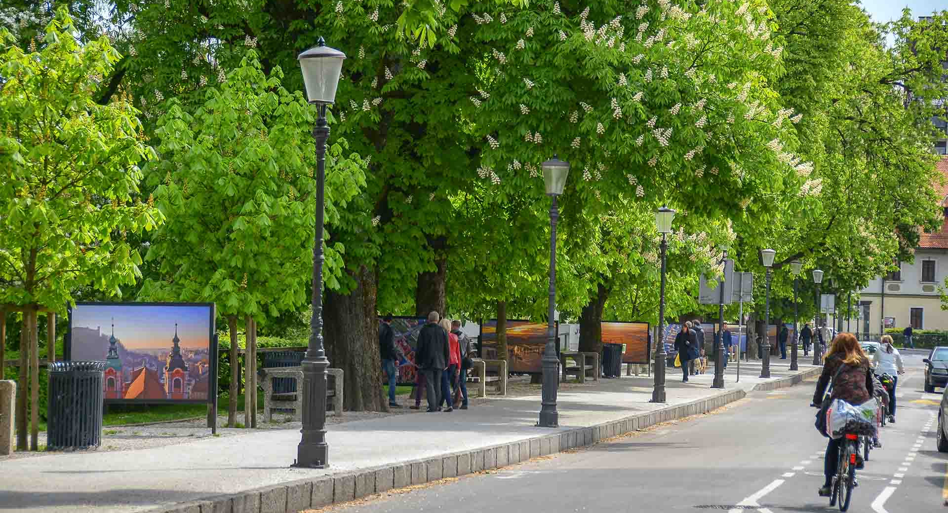 Pogled na ulico, pokrito s krosnjami dreves, pod njimi pa lesene klopi in razstavljene fotografije.