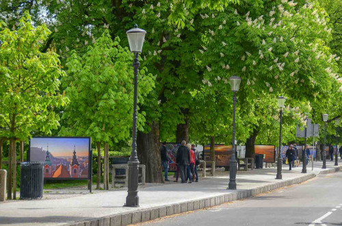 A view of the street covered by tree canopies, with wooden benches underneath and photographs displayed.