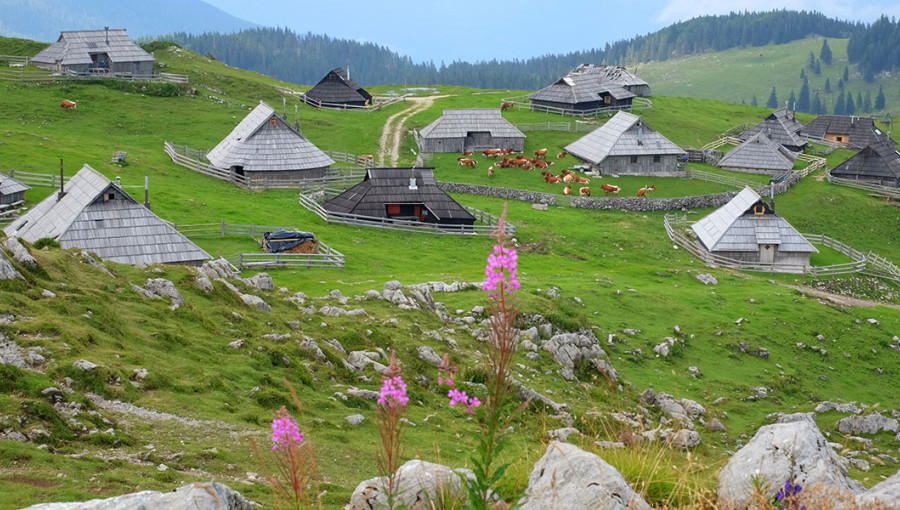 V ospredju rože in kamni na Veliki Planini. V ozadju koče in živinoreja na Veliki Planini.