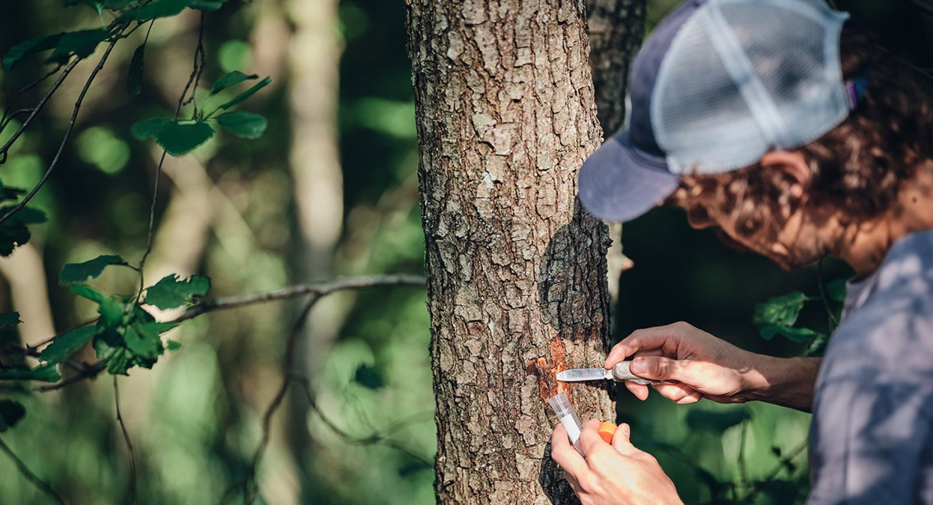 Gospod z nožem lupi deblo drevesa