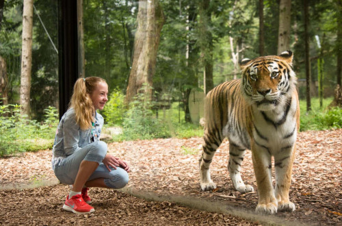 deklica kleči ob tigru, v ozadju gozd