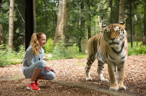 a girl is kneeling next to a tiger, forest behind
