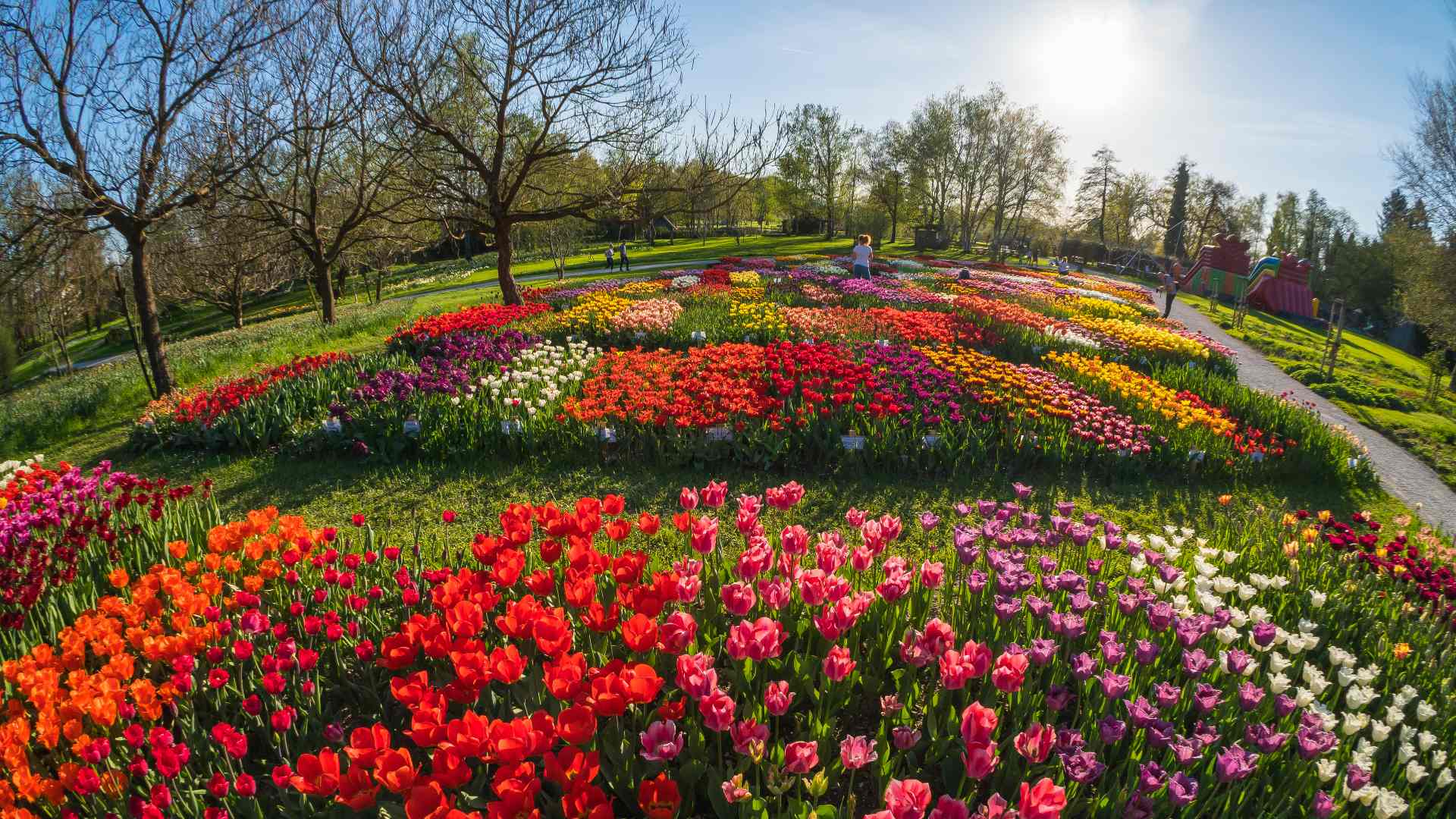 Festival of tulips and garden equipment » Visit Ljubljana