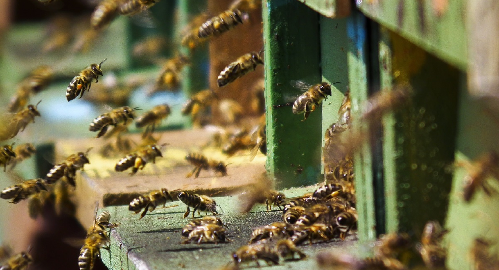 Čebele v čebelnjaku.
