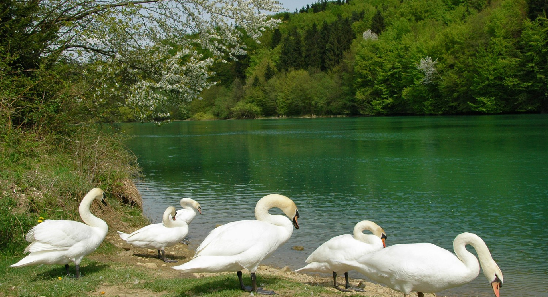 Labodi Zbilje 2006 Dunja Wedam