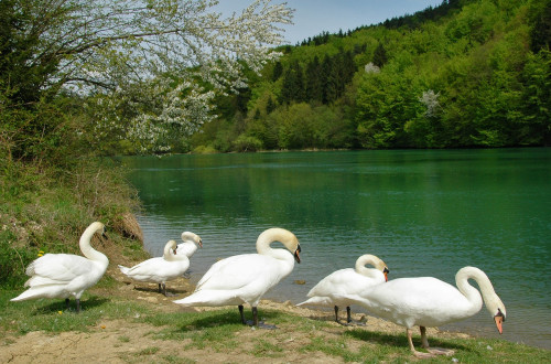 Labodi Zbilje 2006 Dunja Wedam