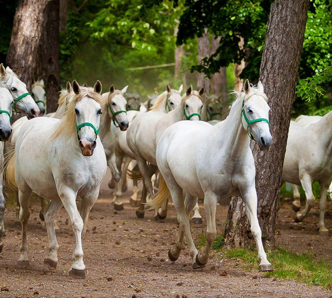 Cavalli bianchi galoppano attraverso la foresta.
