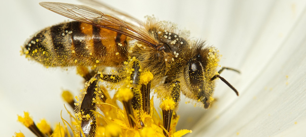 A bee covered in pollen on a yellow flower.