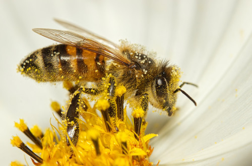 A bee covered in pollen on a yellow flower.