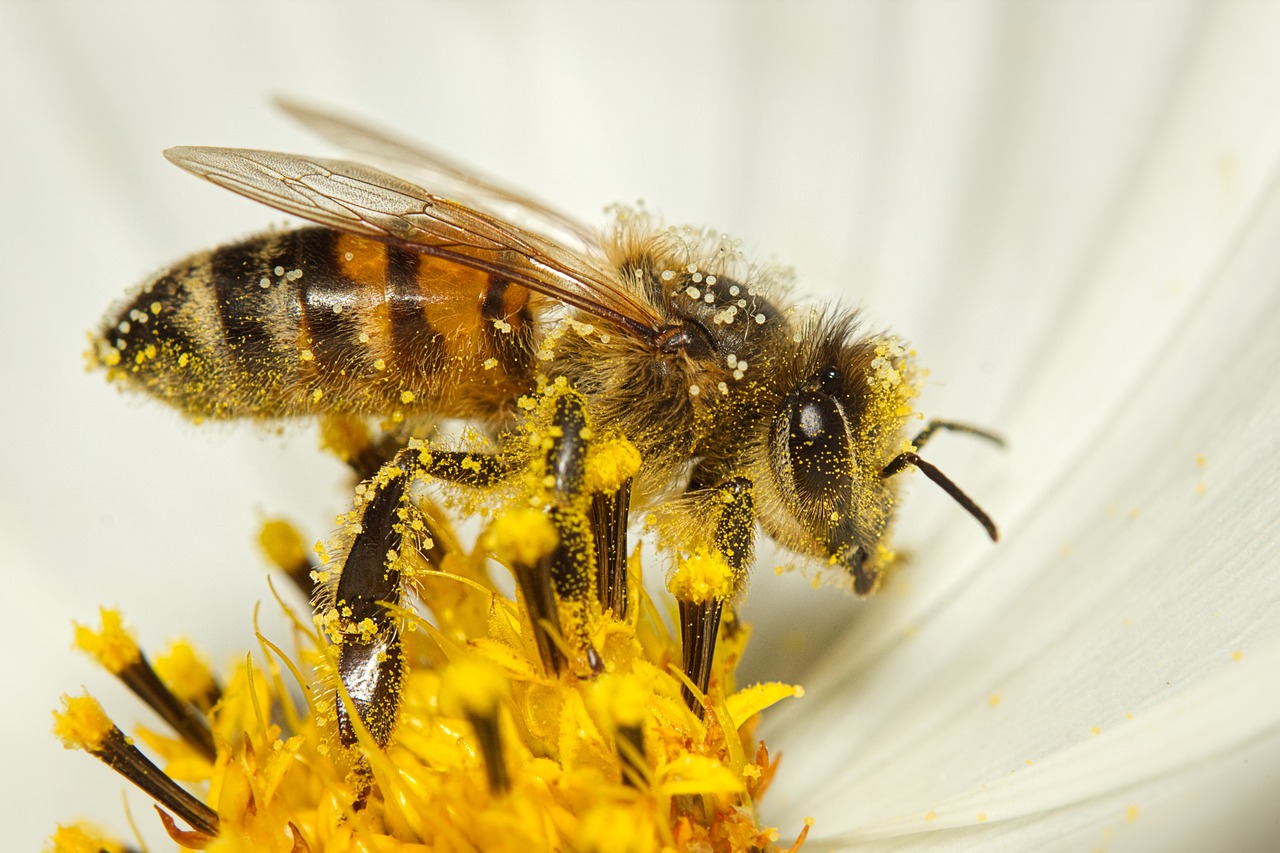 A bee covered in pollen on a yellow flower.