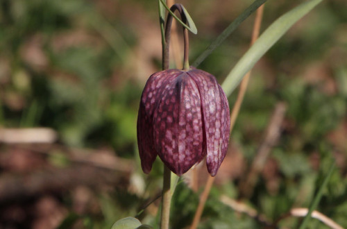 Mocvirska logarica Miha Pavsek