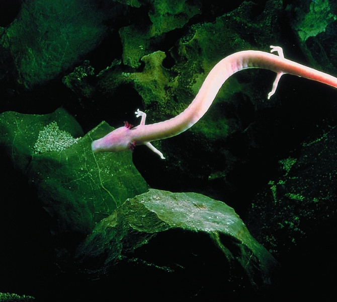 Olm inside the cave.