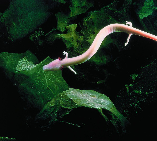  Olm in der Höhle.