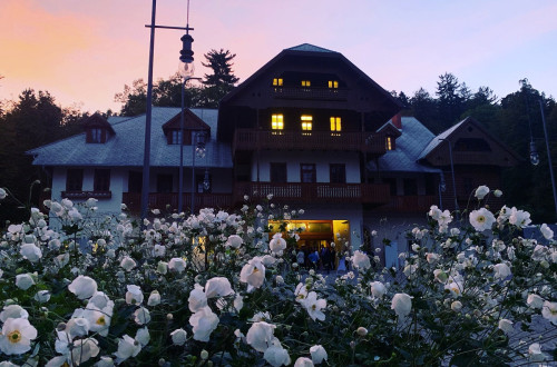 The front view of a large building, partly made of wood. Bushes of white flowers in front of it. Darkness. The windows on the building are illuminated.