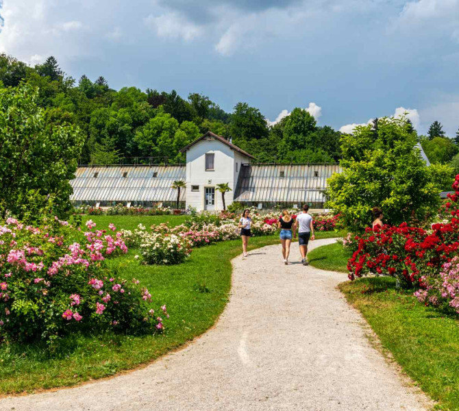 Rozni vrt s cvetocimi vrtnicami razlicnih barv v parku Tivoli.