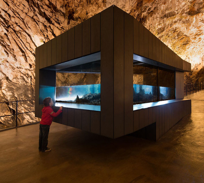 Otrok opazuje steklen akvarij v Postojnski jami, postavljen v veliki osvetljeni podzemni dvorani.