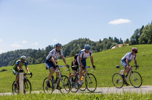 The cyclists are riding along a path through the meadows.