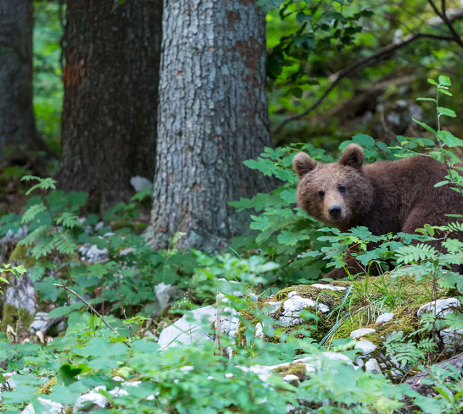 Mladi rjavi medved med podrastjem v gozdu. 