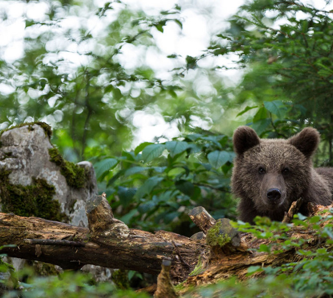 Rjavi medved gleda izza hloda v gozdu.