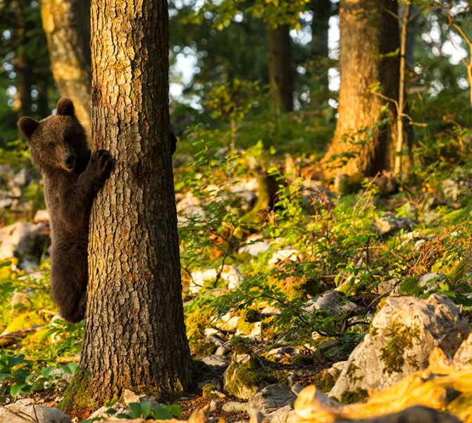 Manjši medved pleza po drevesu.