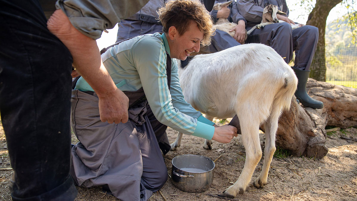 hand milk a goat