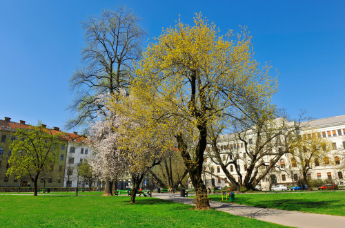 mikloiev park