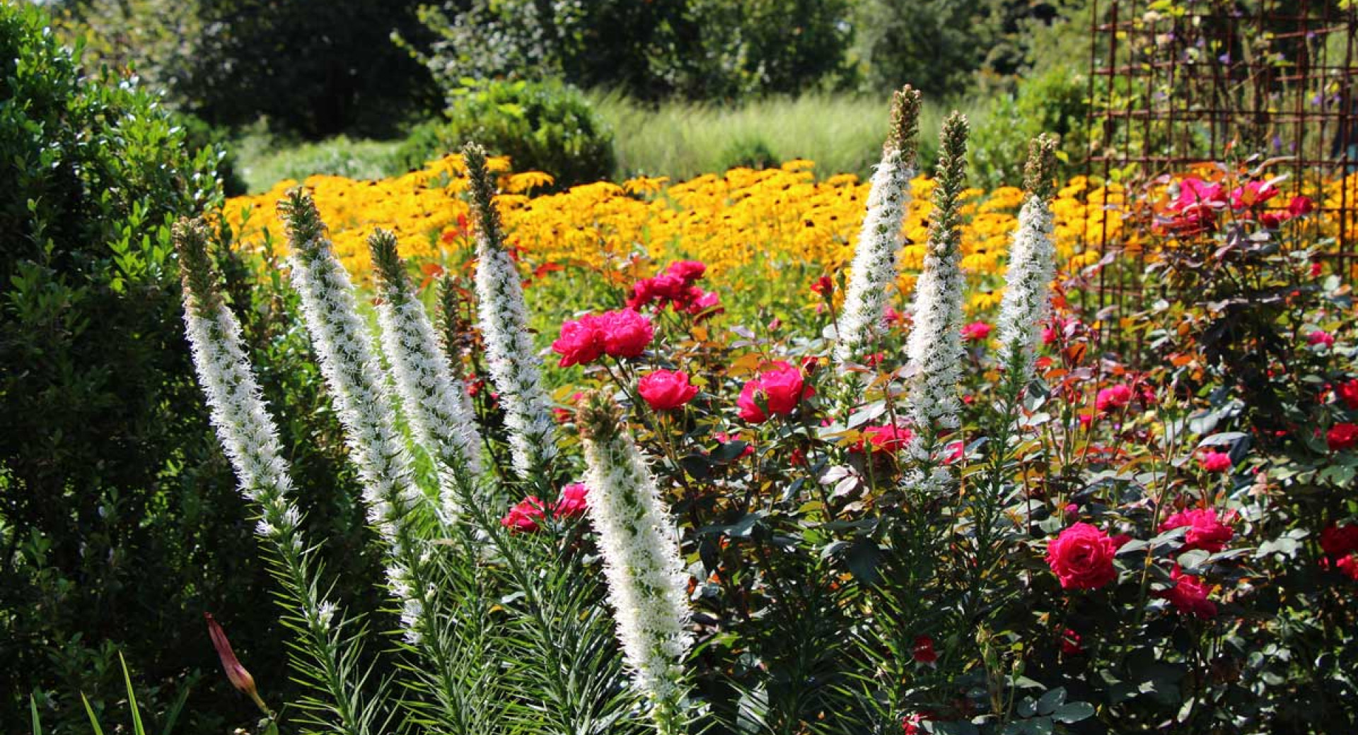 Roses and other flowers in summer on a lush meadow, with trees in the background.