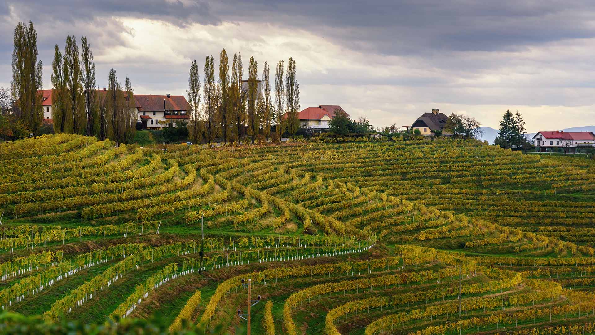 The greatest wine tasting experience in Slovenia » Visit Ljubljana