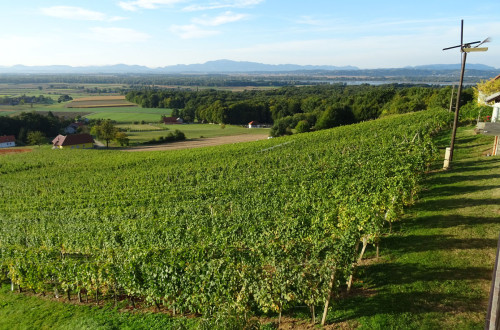 Vinograd.