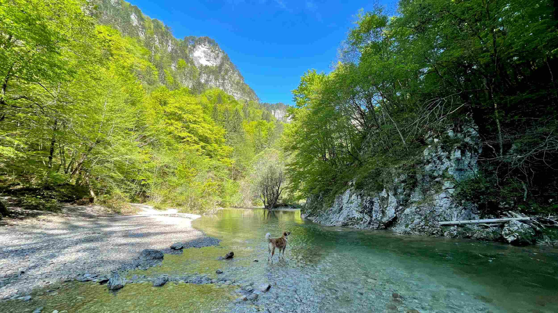 reka, ki teče skozi sotesko.