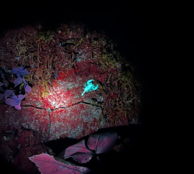 A small scorpion on a rock glows bright fluorescent green-blue under UV light.