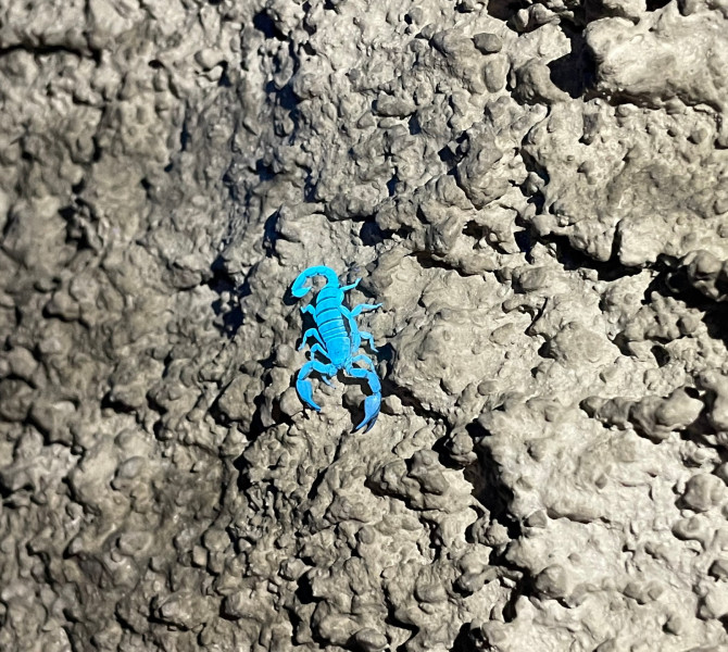 A small scorpion on a rocky surface glows bright blue under UV light, standing out against the grey stone background.