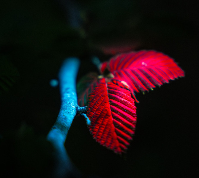 Two leaves on a branch glow fluorescent red under UV light.