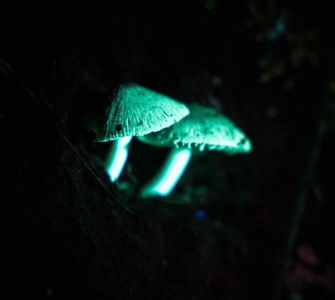 Two mushrooms on the forest floor emit a greenish glow under UV light.