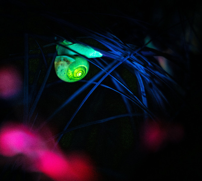 A snail on a twig among leaves glows fluorescent green under UV light.