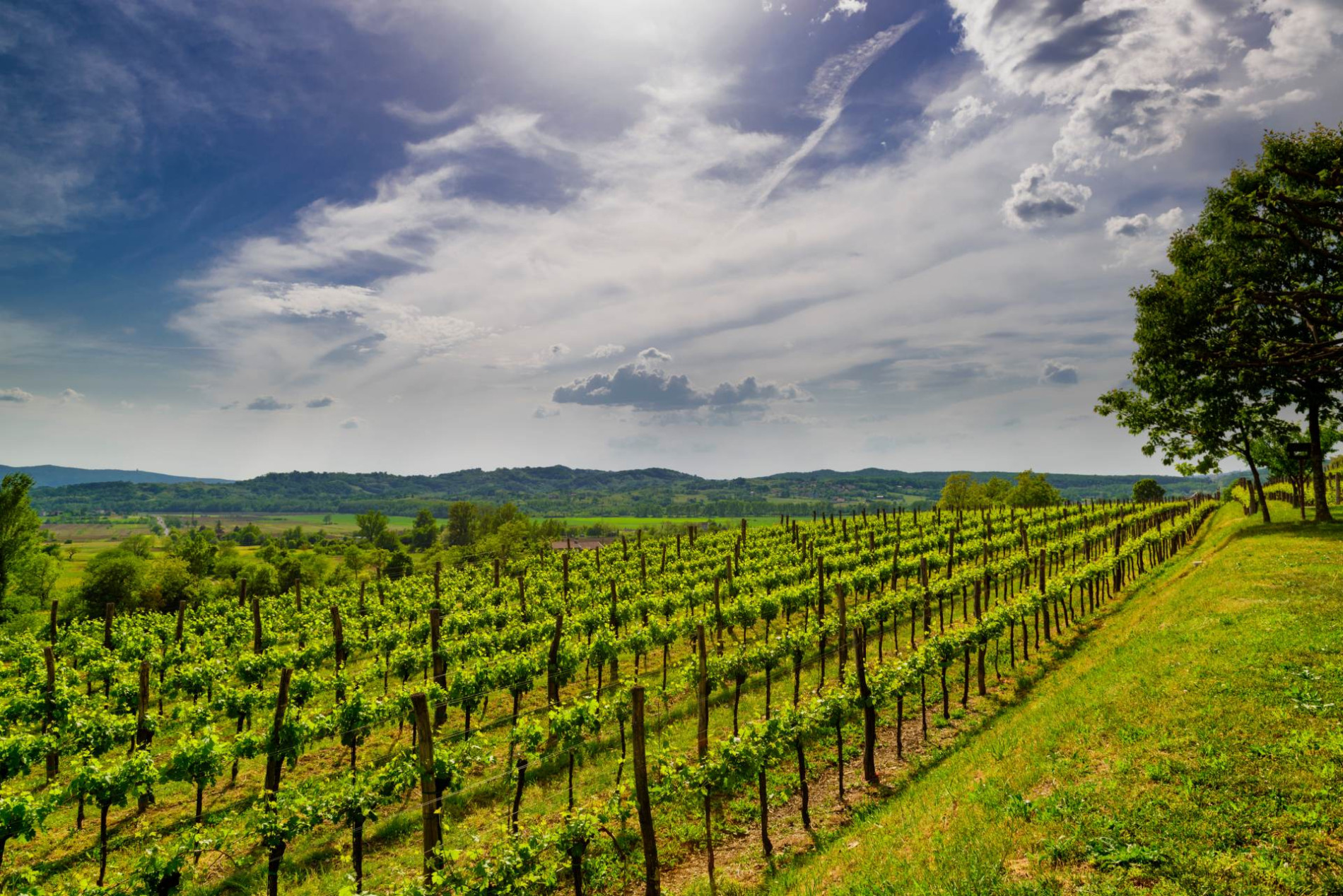 vineyard shutterstock